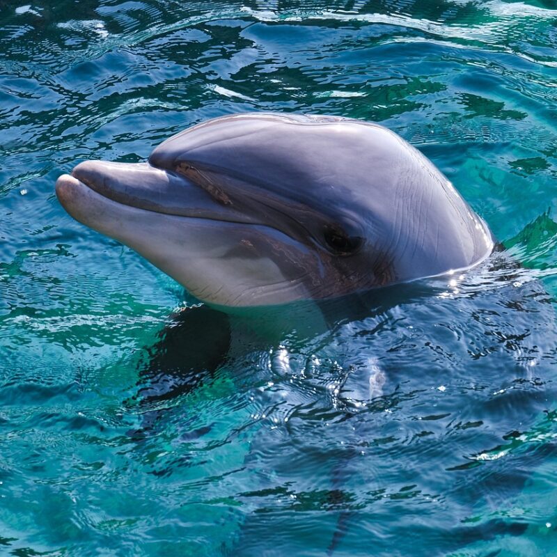 Zanimljivosti o delfinima