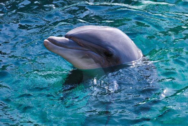 Zanimljivosti o delfinima
