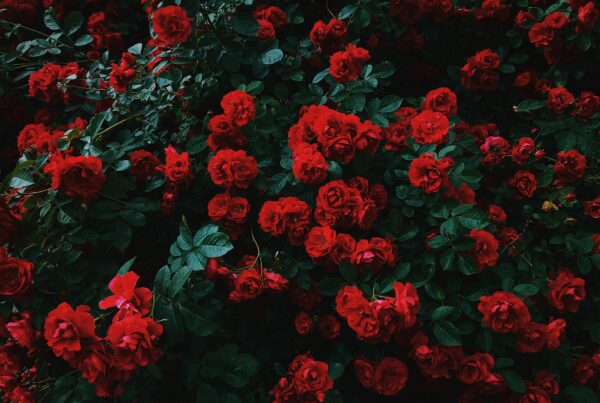 Međunarodni dan žena